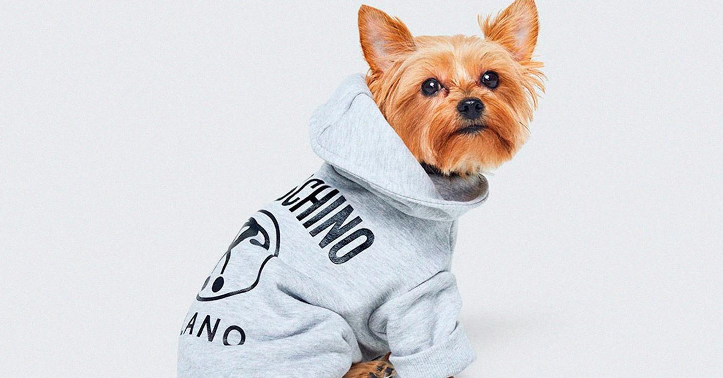 H&M и Moschino выпустят одежду для собак