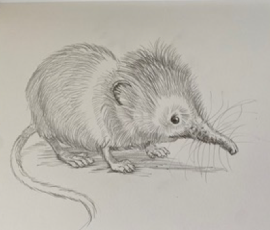 little-shrew-dtf-magazine-5