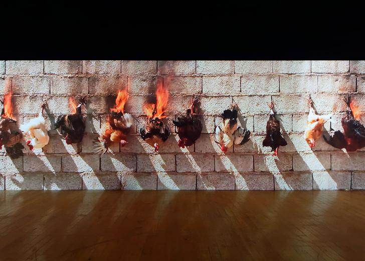 adel_fire_chickens_header Художник поджег живых куриц для арт-проекта