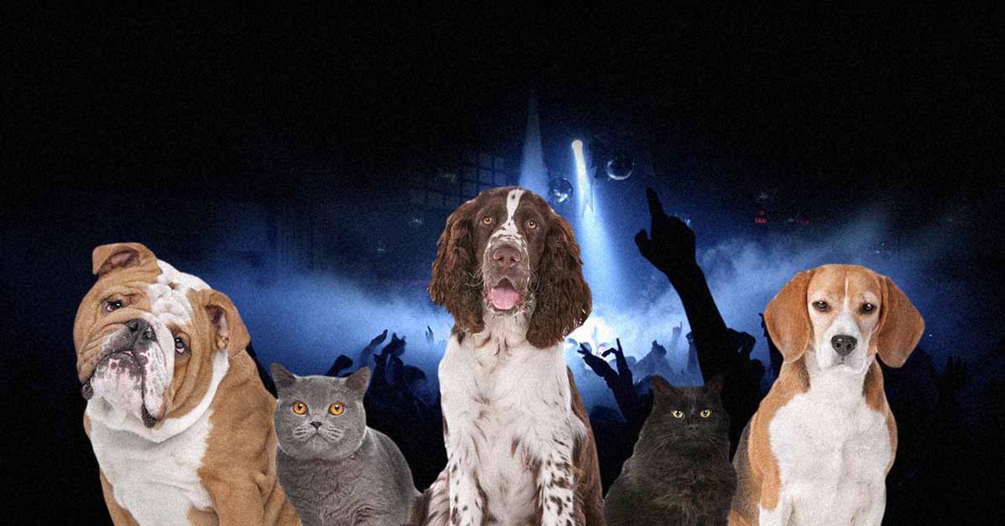 dogs-n-parties В Киеве проведут благотворительную вечеринку
