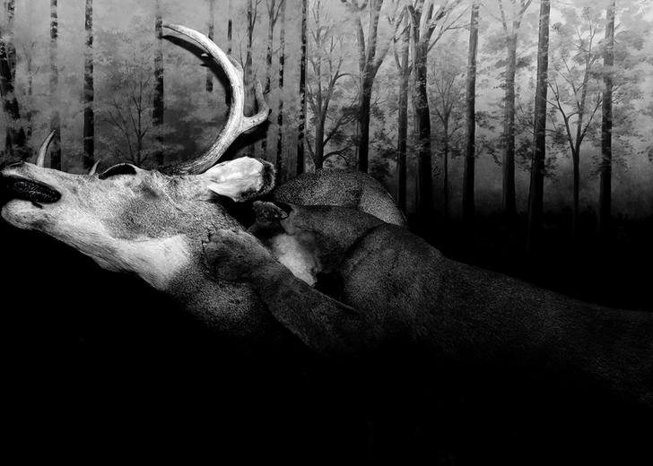 «Миколаївська молода фотографія» організує серію виставок на честь п'ятиріччя