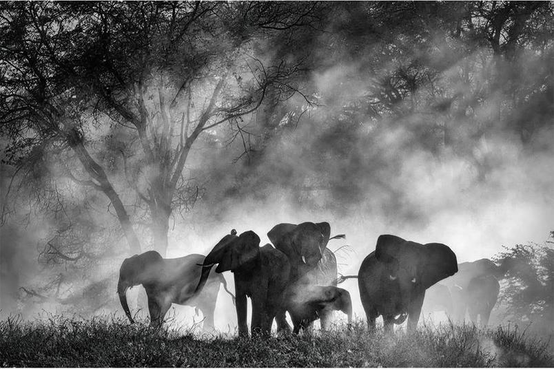 Кадр з фільму Ghost Elephants Вернера Герцоґа