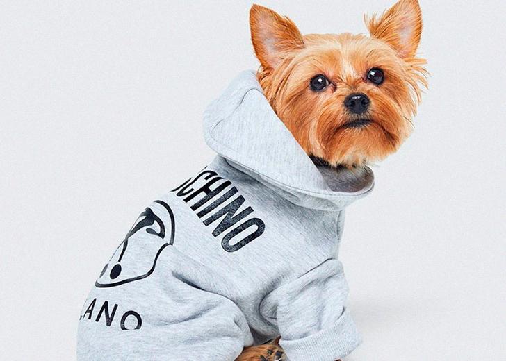 H&M и Moschino выпустят одежду для собак