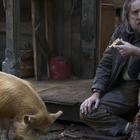 Николас Кейдж спасает трюфельную свинью в трейлере фильма Pig